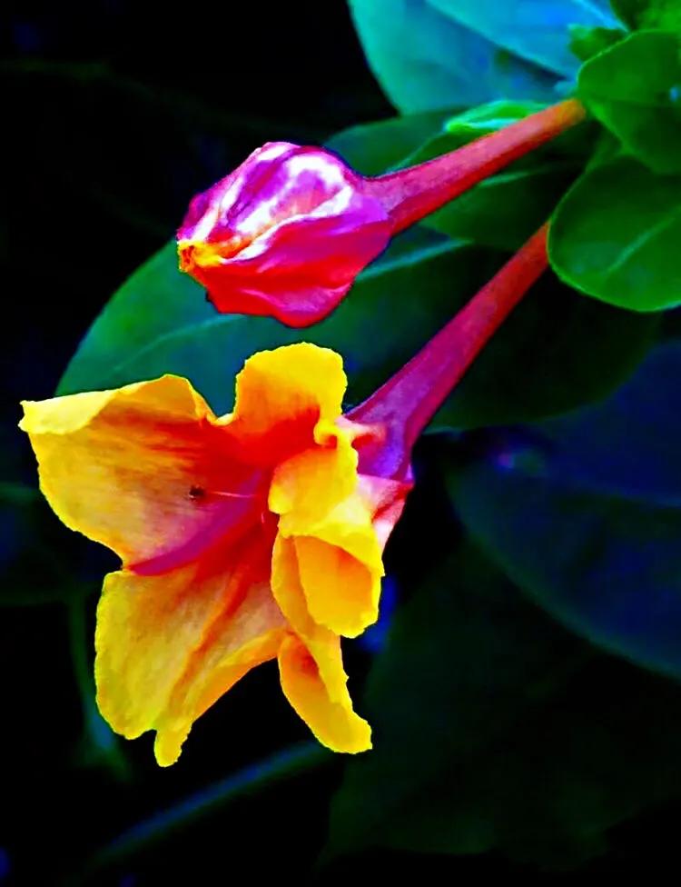 紫茉莉花色,紫茉莉的花朵有香味吗