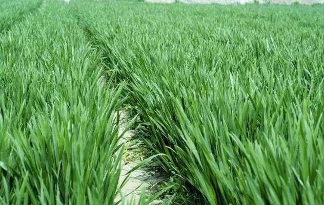 用什么菌剂修复土壤,改良土壤最佳办法用菌改良