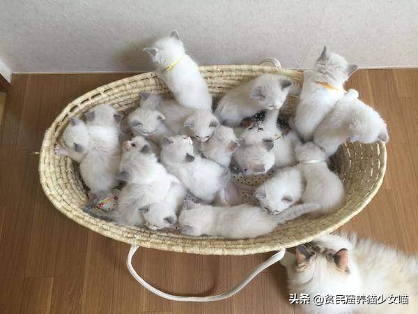 猫咪刚生下来不洗澡容易得猫癣吗,怎么避免刚出生猫咪得猫癣