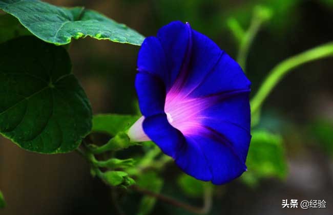 牵牛花种子能种出牵牛花吗,牵牛花种子怎么种