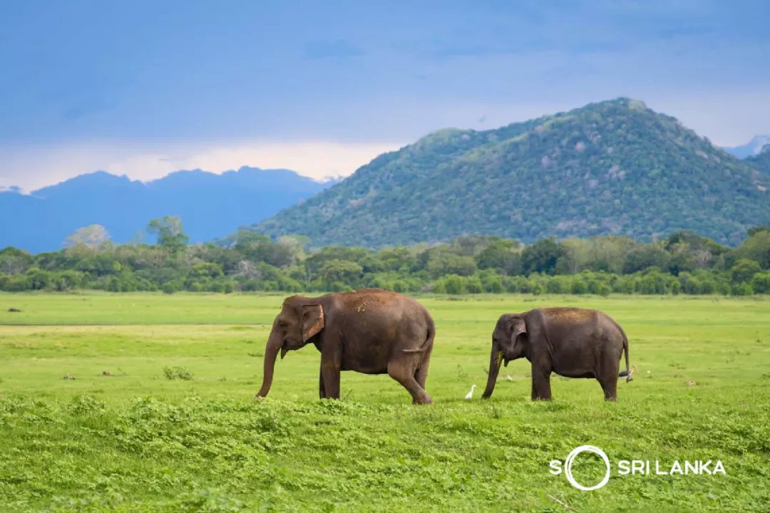 斯里兰卡的著名景区,斯里兰卡哪个公园最好