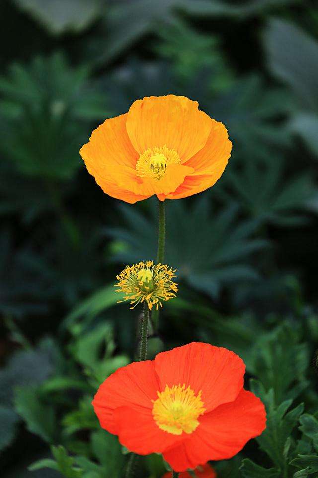 13种有毒的盆栽花卉有哪些,十种有毒的花卉有哪些