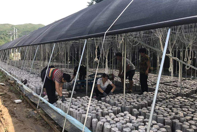 小木耳养殖致富,小木耳菌种怎么种植呢