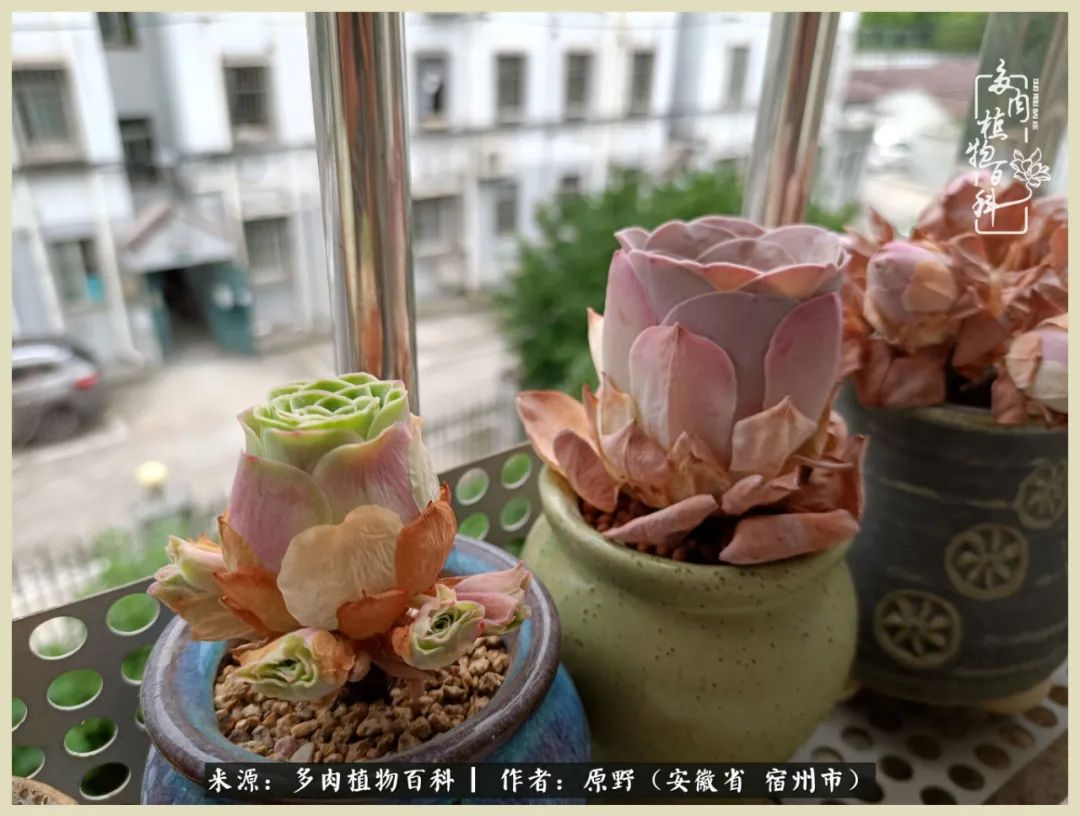 梅雨袭，酷暑至，多肉进入历劫季