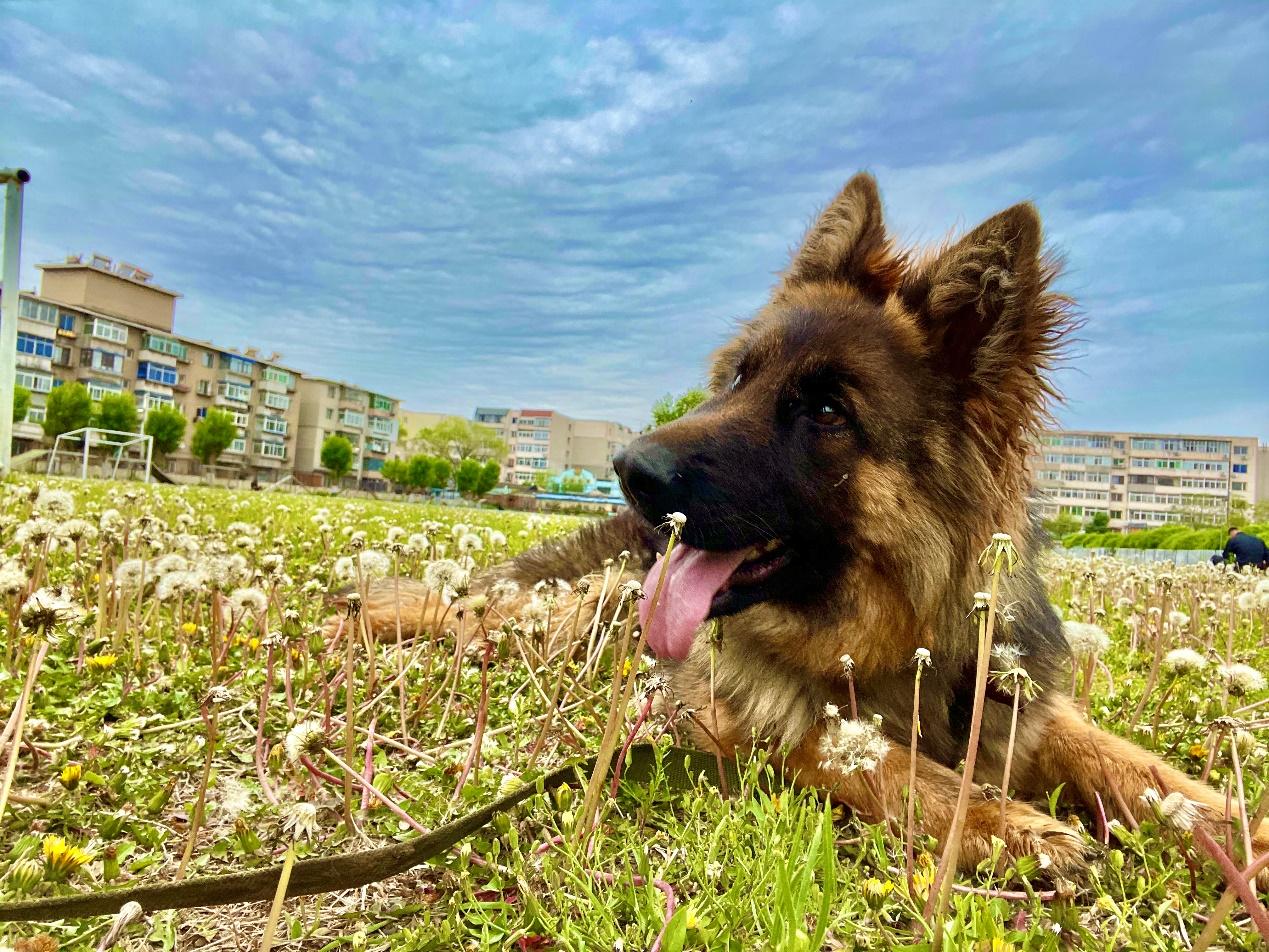 中国刑警学院淘汰犬最高拍出33万,训导员想拍下自养,有竞购者称买到当儿子养,有人准备了北京郊区院子