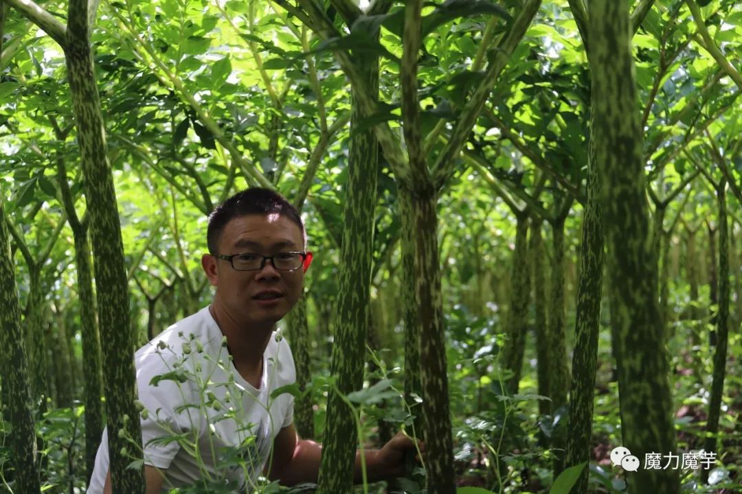 种植魔芋风险大吗,新手种魔芋的风险