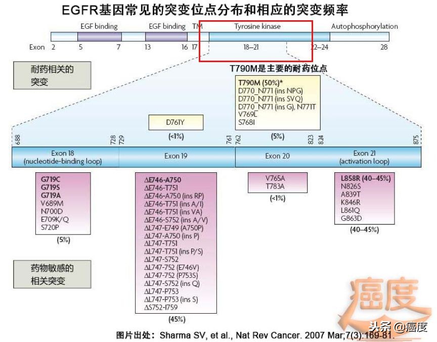 靶向药什么情况下可减量,靶向药泰瑞沙有治好的案例吗
