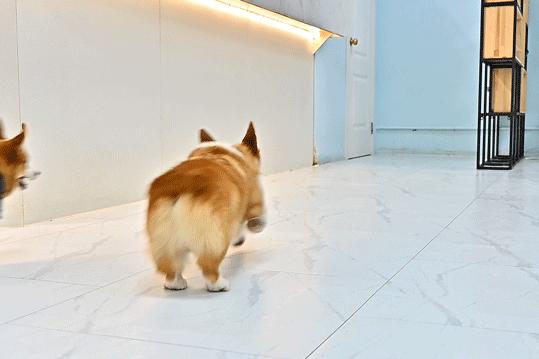 吸屁屁,短腿大耳肉嘟嘟,这家店进去就出不来了…