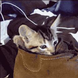 闻臭鞋、舔臭脚,猫主子是什么毛病