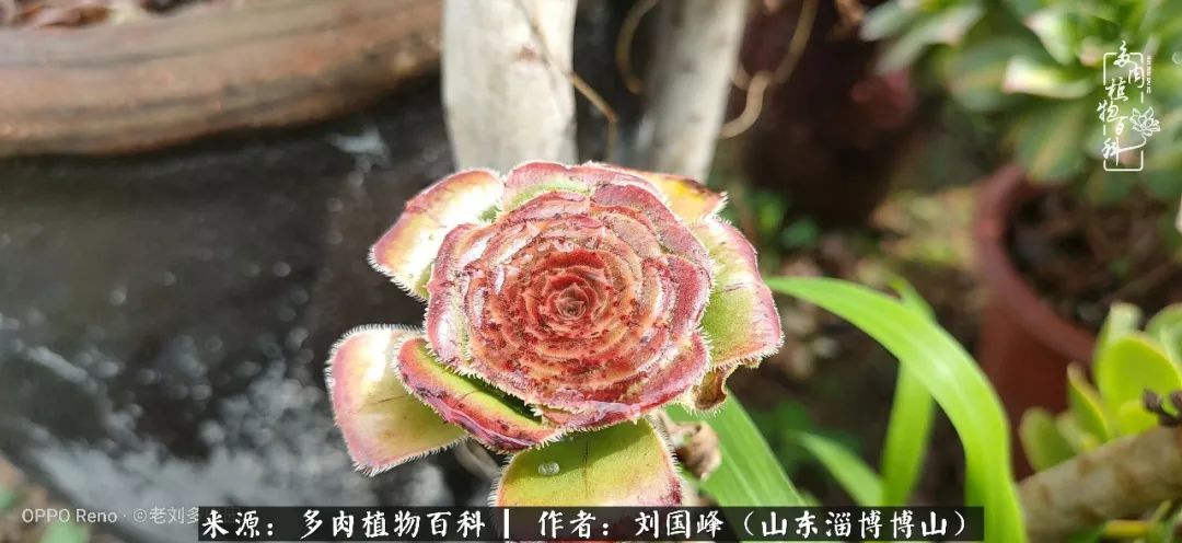 多肉安全度夏技巧,多肉如何度夏教学