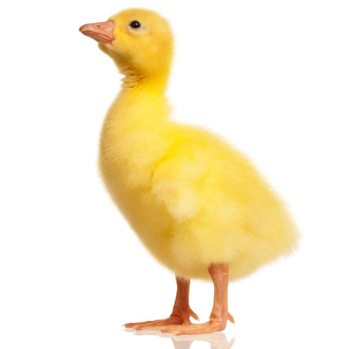 雏鹅保温最简单方法,雏鹅饲养