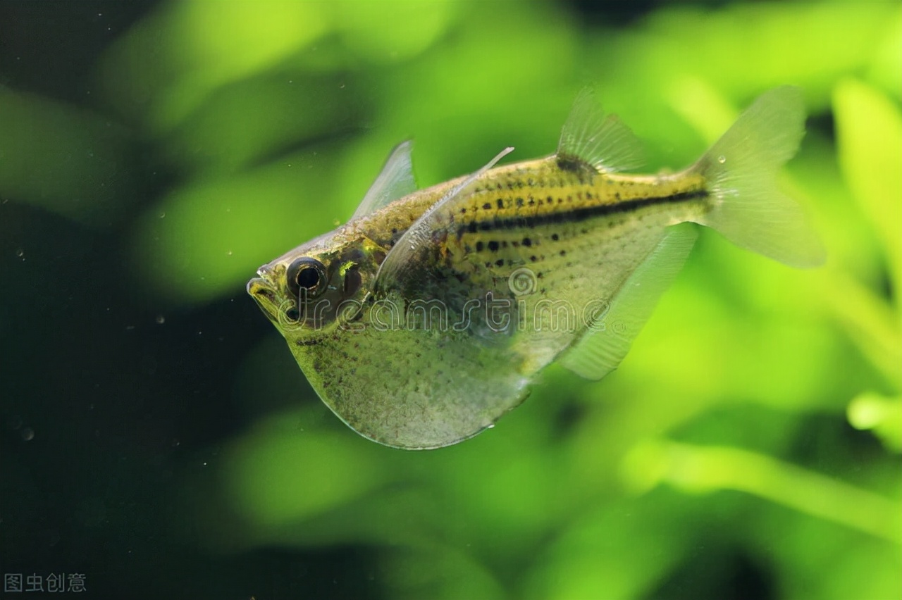 水下世界深海恐惧症,深海恐惧症水下若隐若现