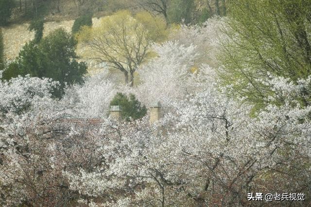 浪漫樱花校园,浪漫樱花视频