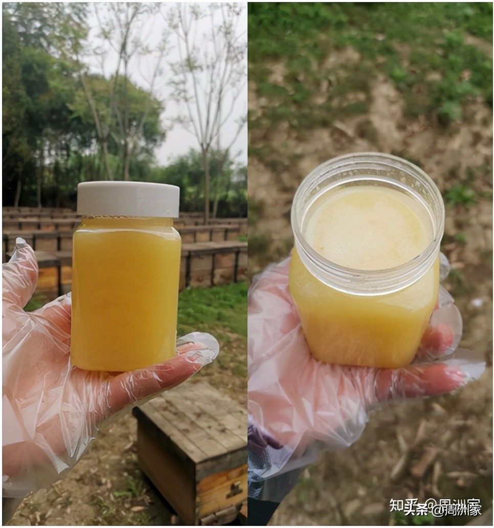 粘稠的蜂王浆是不是真正的蜂王浆,怎么辨别蜂王浆的正确吃法