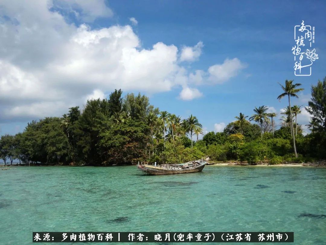 六年时间环游22个国家，却被多肉小萌物征服