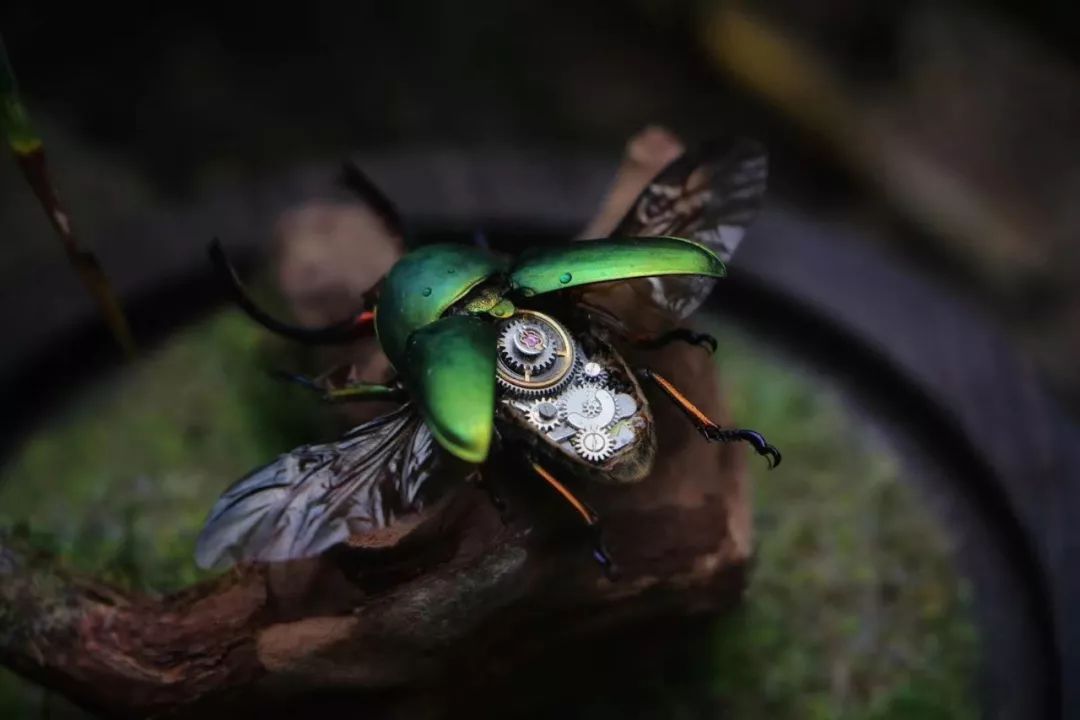 95后小伙离世捐献器官救了5人,95后小伙昆虫标本