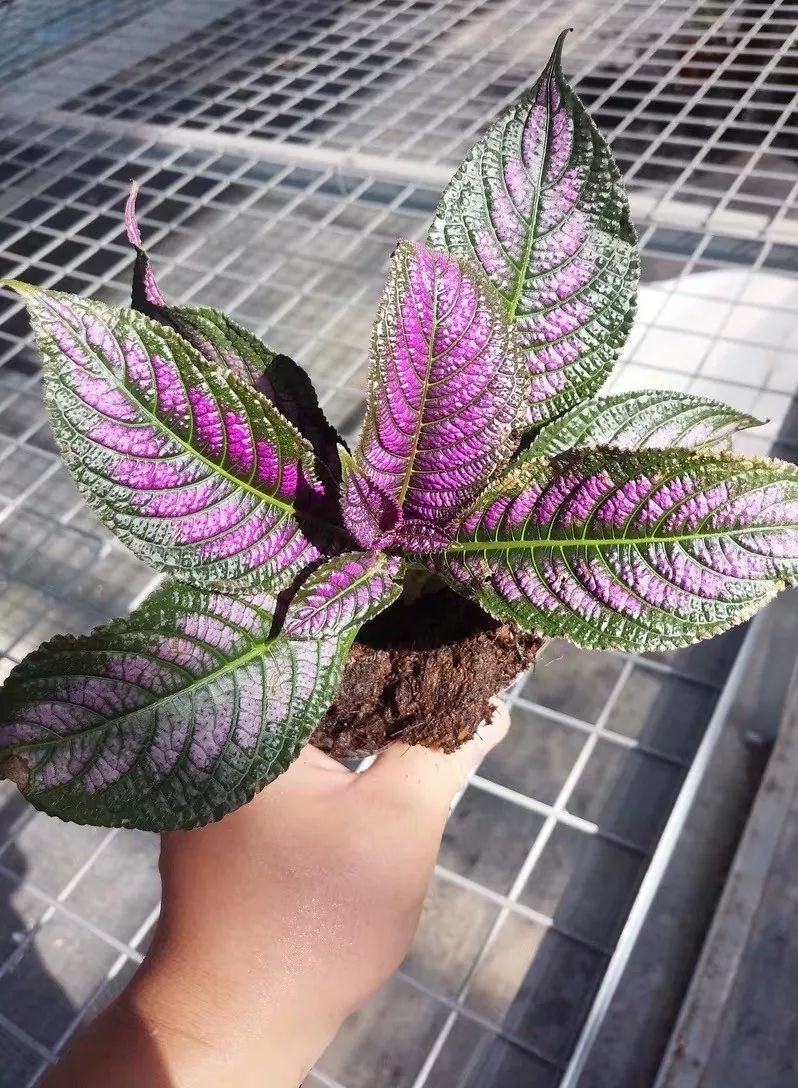 94种常见唯美观叶植物,会开花的绿色硬叶植物