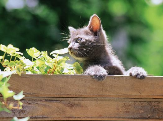 小猫吐黄水是什么原因导致的,小猫为什么吐黄水