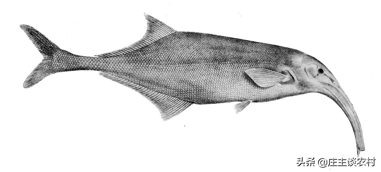 保护的小动物有哪些,保护类小动物