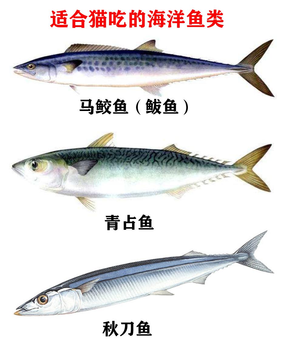 猫最喜欢吃的食物不是鱼吗,常吃猫粮的猫吃不得活鱼吗