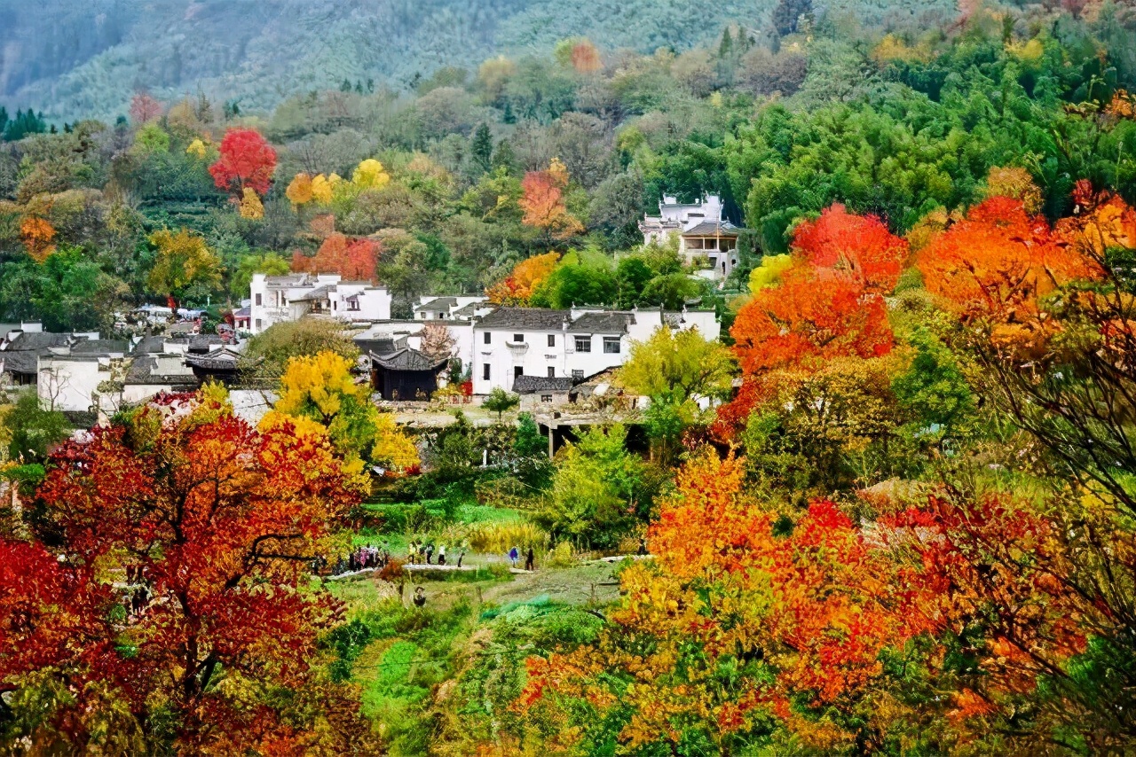 带着狗子旅行推荐,带着狗狗游新疆