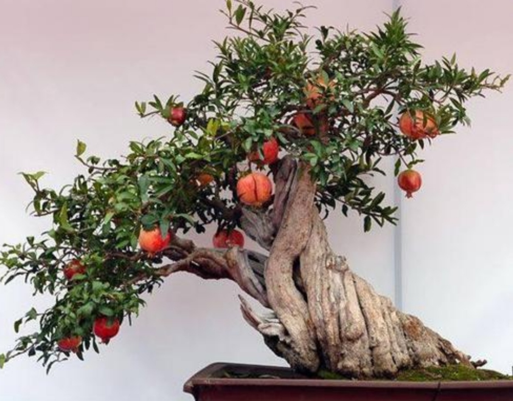 养石榴怎么养才开花结果,养盆栽石榴记住这几个技巧