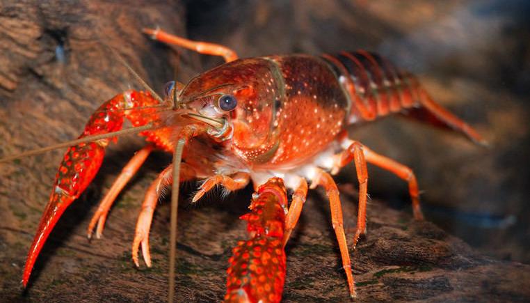 小龙虾肠炎的解决方法,小龙虾防肠炎用什么菌好