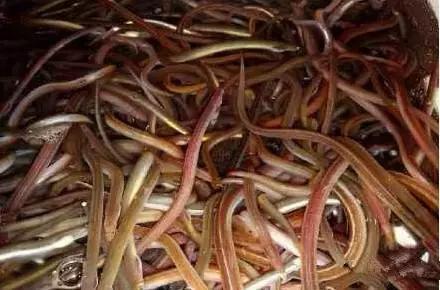 渔民海鲜大全,渔民整理的海鲜河鲜大全