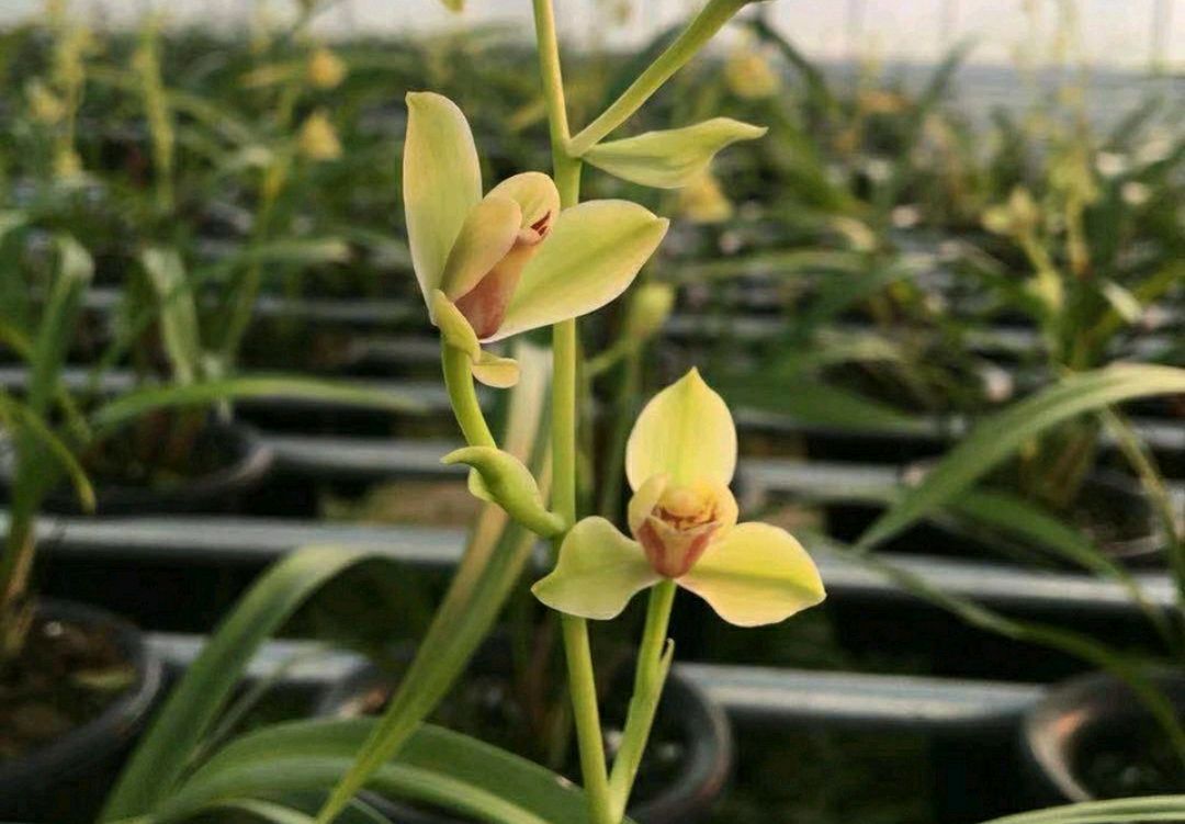 建兰一品梅和夏皇梅哪个好养,春剑皇梅好养吗