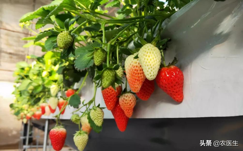 这才是真正的无土栽培,无土栽培都有哪些问题