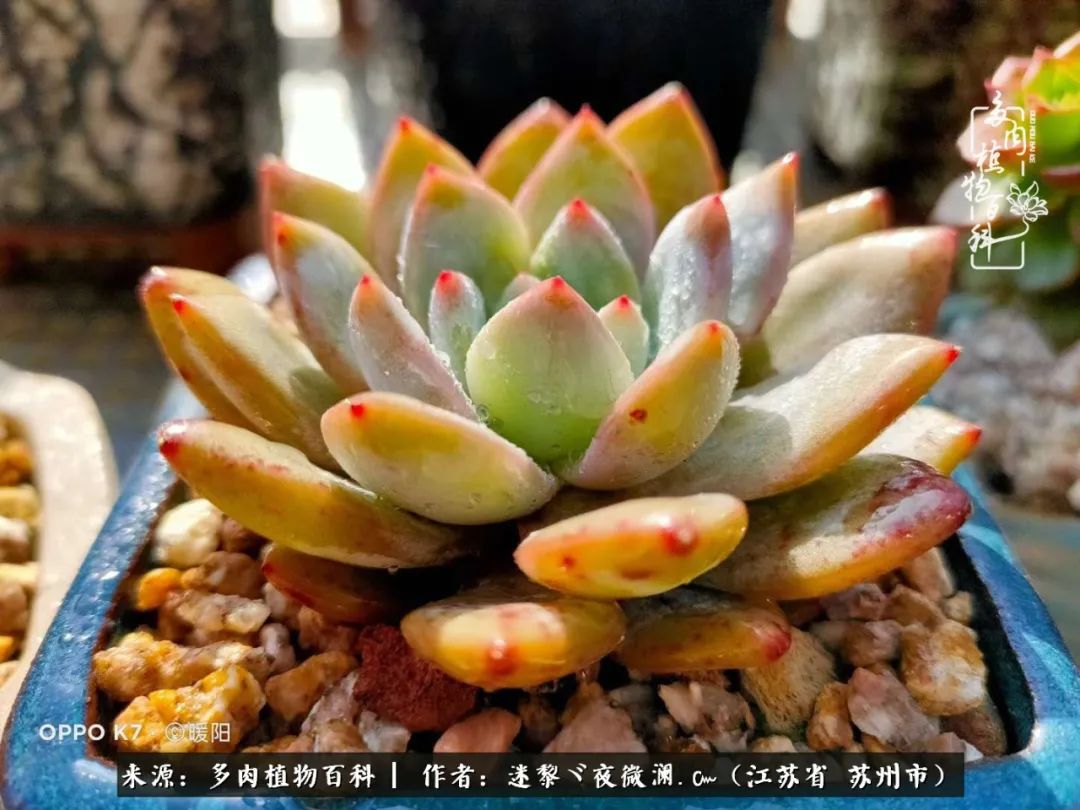 围观多肉版武林大会，一起穿越吧,下