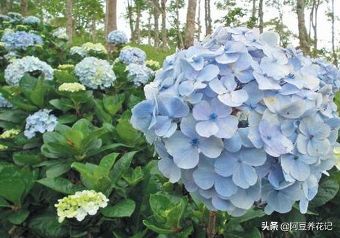 绣球花无尽夏地栽,绣球无尽夏花朵垂头了怎么办