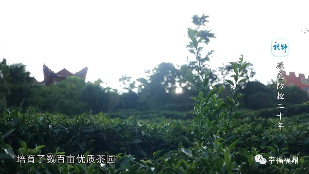 绿色茶园除草剂,无除草剂的茶园