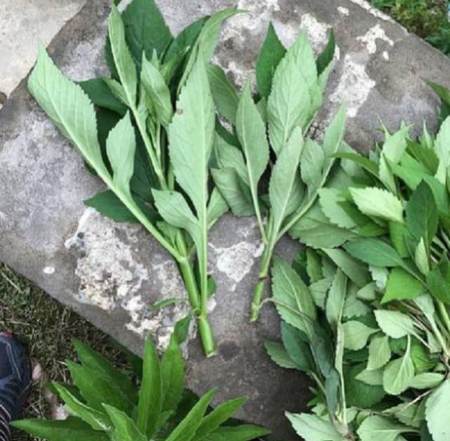 败酱草属于什么类,败酱是什么