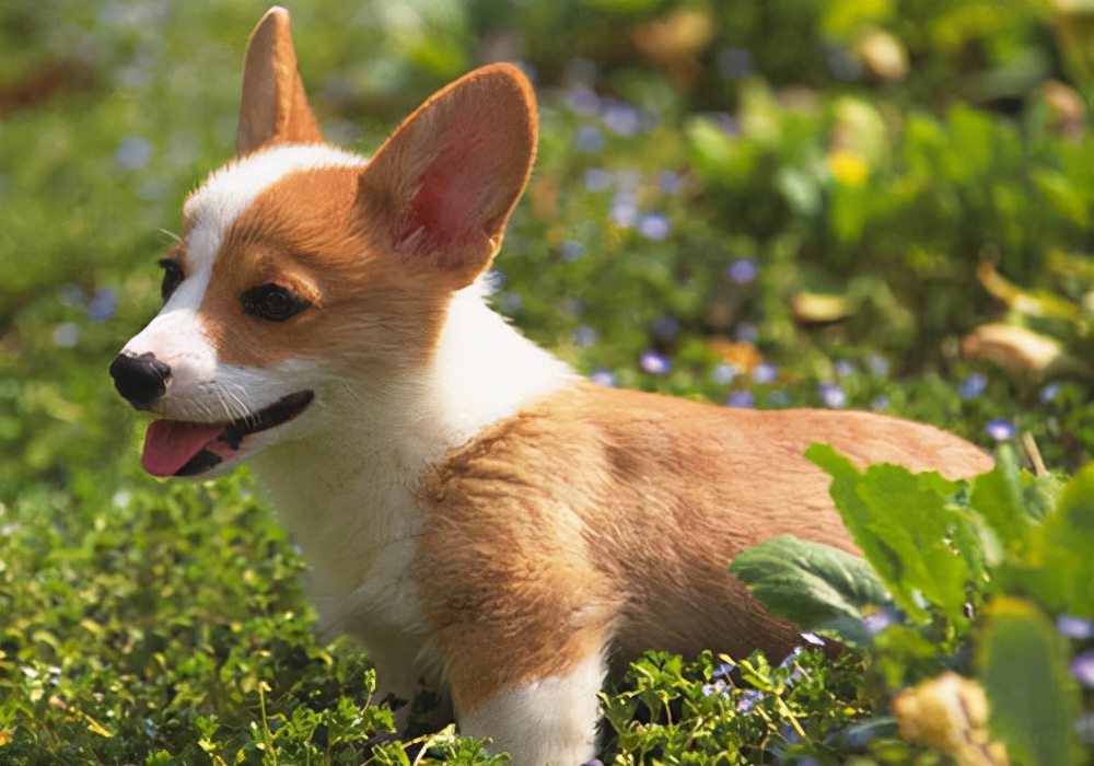 狗狗绝育后不容易得病,狗狗绝育后还会来姨妈吗
