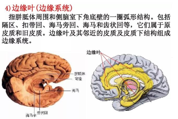 中国小学教育现象,小学教育会造成脑损伤吗