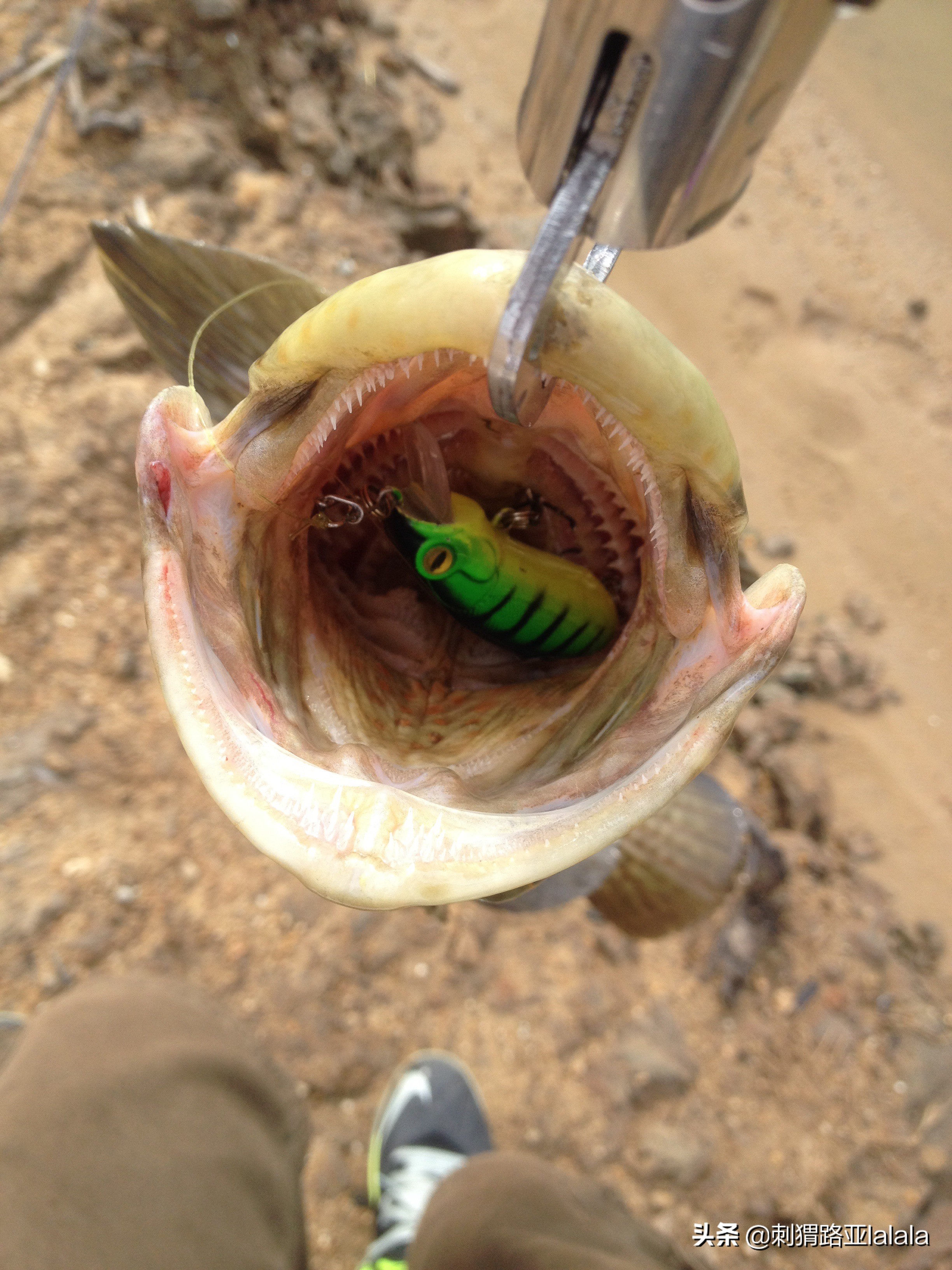 路亚鱼口不好应该用大饵还是小饵,路亚钓翘嘴用浮饵好还是沉饵好