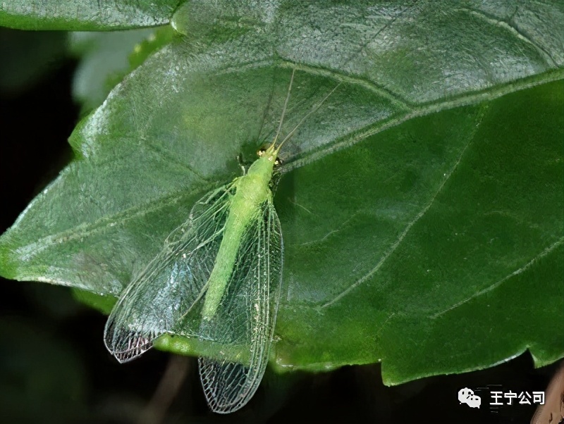 玉米上的虫害打什么药,玉米虫害防治口诀谚语