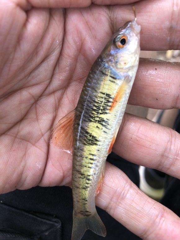 解决小鱼闹窝简单有效的办法,怎么避免小鱼闹窝夏季