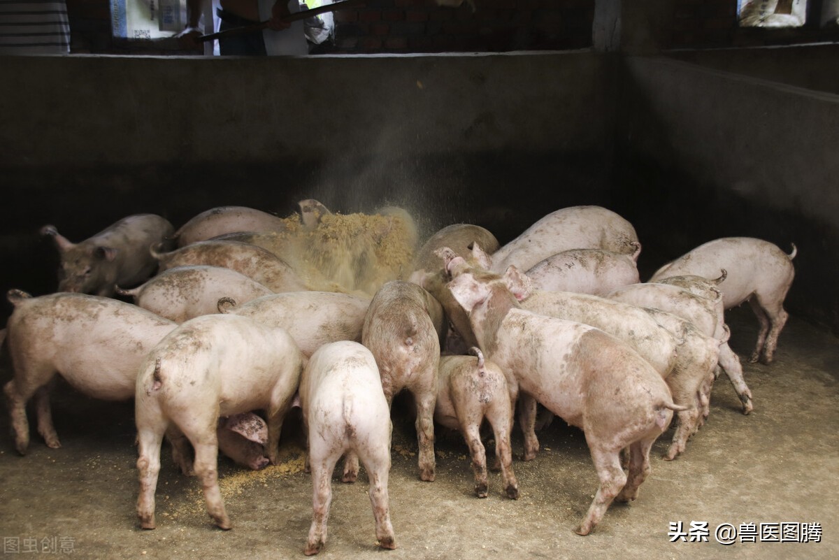 猪得了异食症怎么办,猪牛羊异食癖的表现