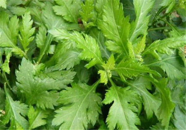 菊花脑正确种法,菊花脑栽种方法