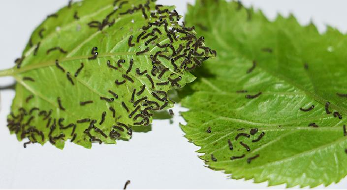 让孩子养个蚕宝宝,小学生在家里怎么养蚕宝宝