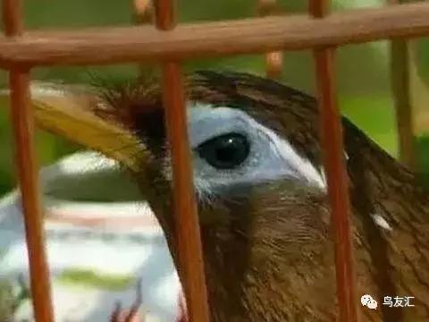 画眉鸟谈恋爱,青红羽画眉鸟图片