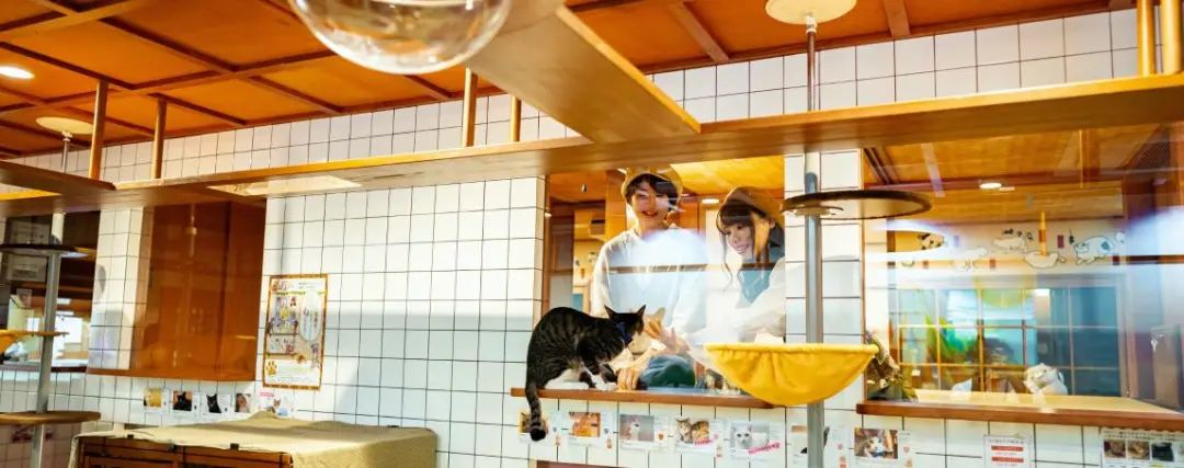 猫咖是不是会收留真猫咪打工,猫咪去猫咖打工是真的吗