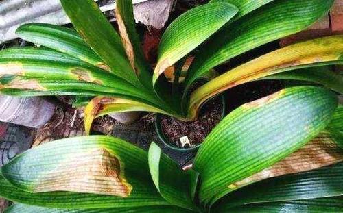 君子兰这样养叶片更油绿光亮,君子兰一年四季养殖方法和技巧