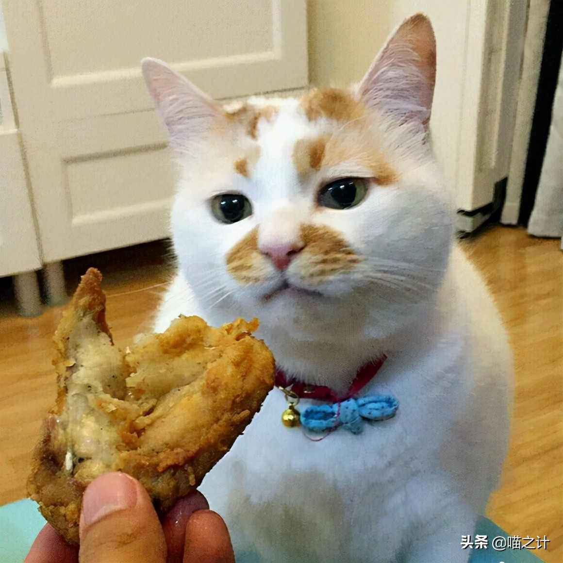 猫咪口臭怎么办最有效的方法,猫咪有口臭怎么解决