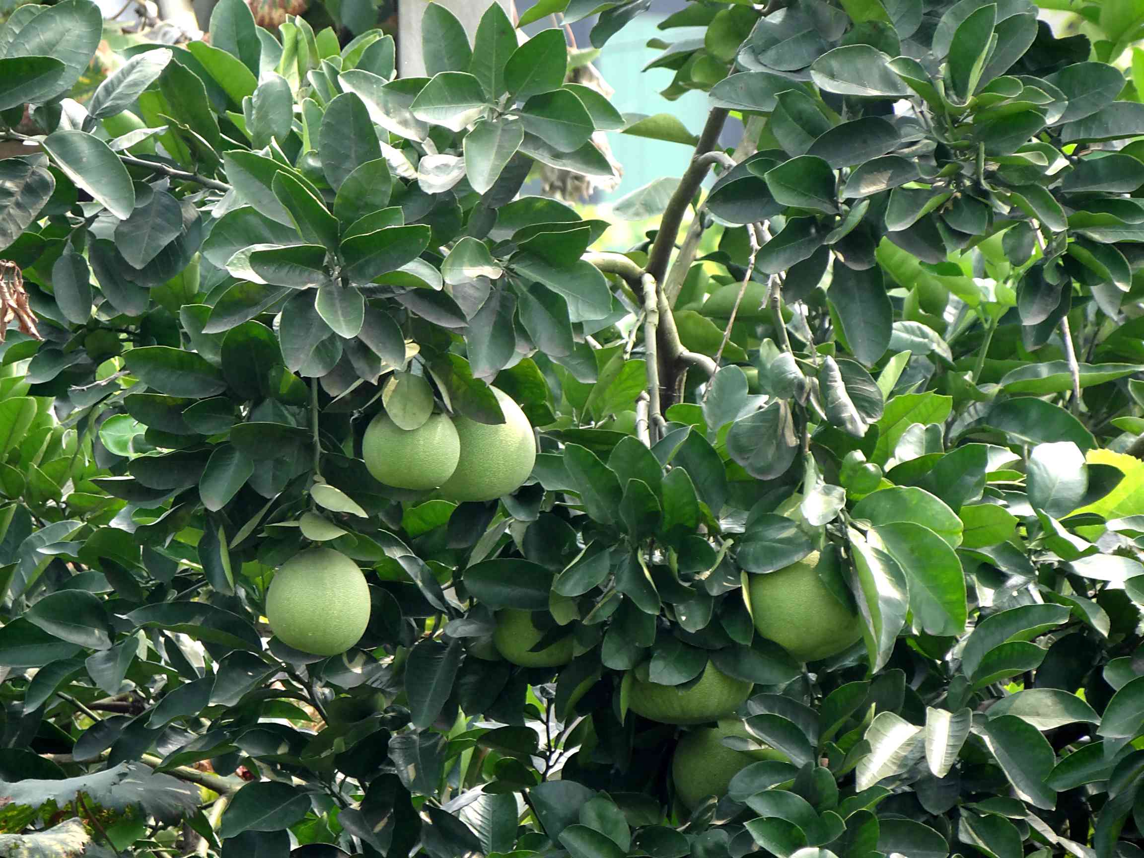 柚子无公害栽培技术,柚子该怎么种又快又营养