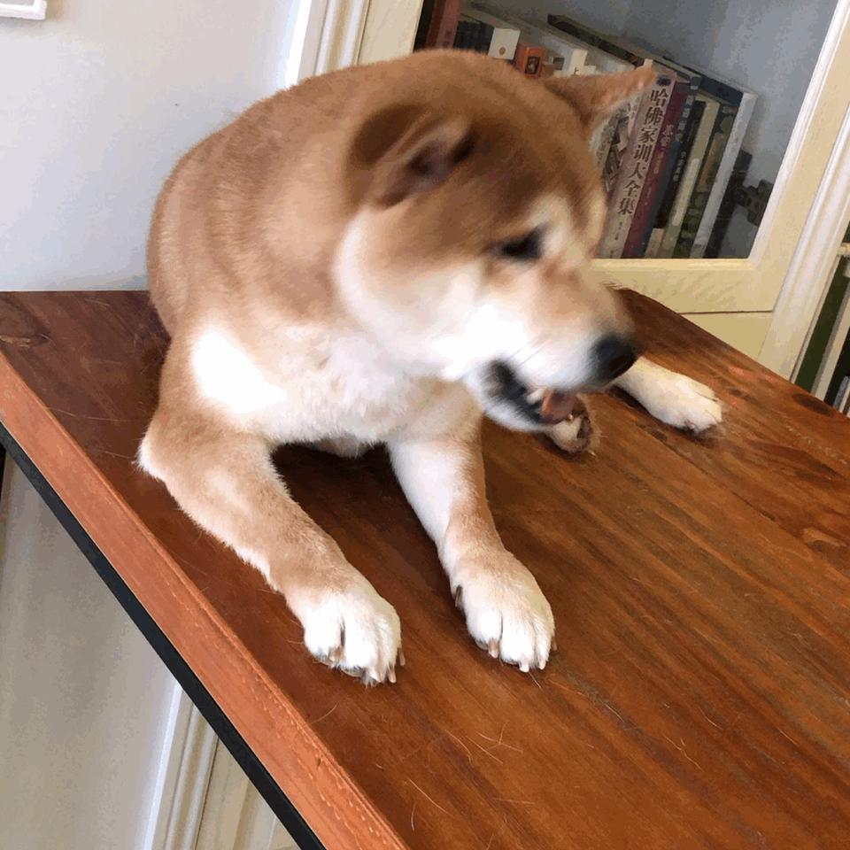 孕妇养狗狗要注意哪些,孕妇怀孕期间适合养狗吗