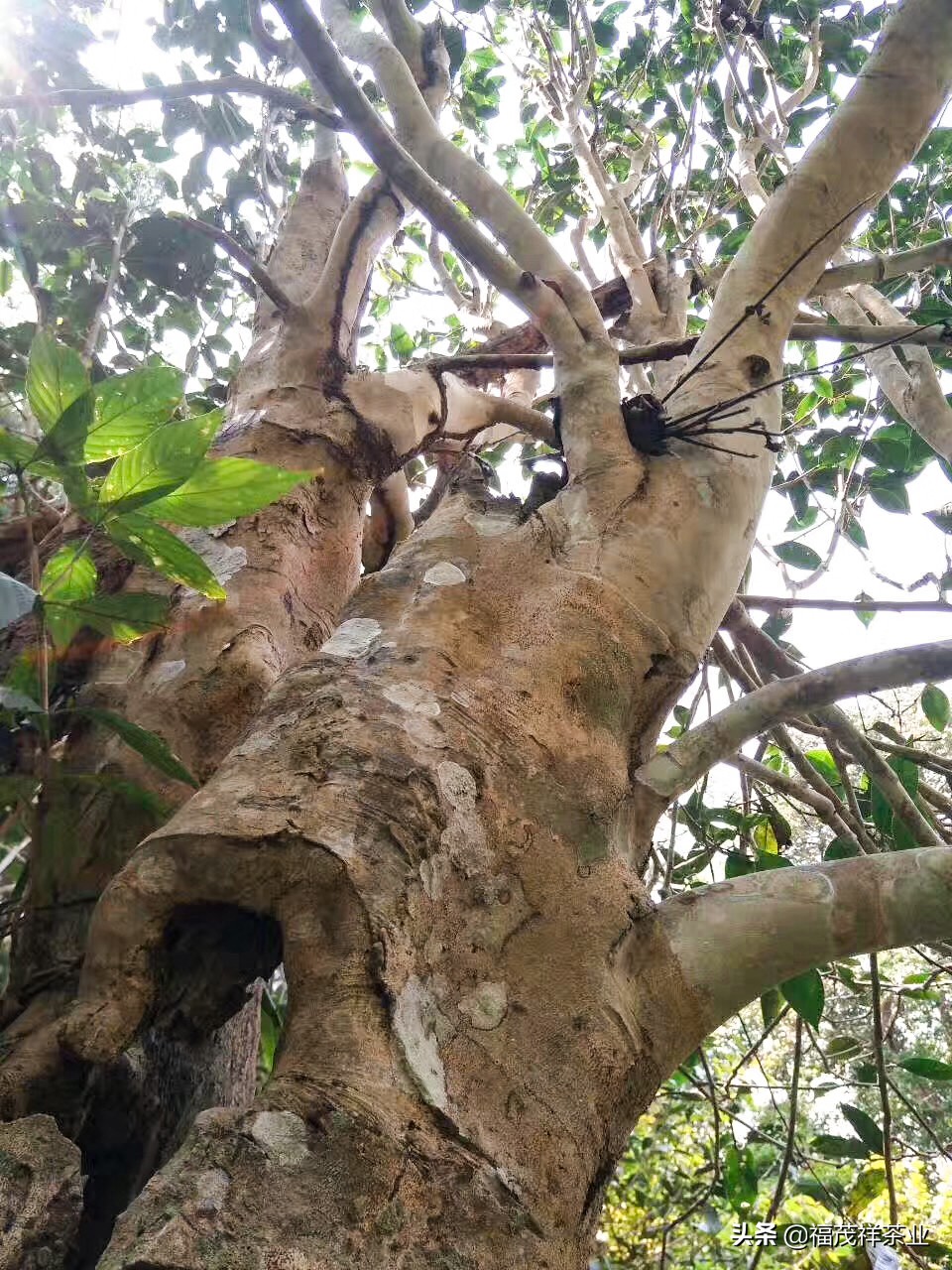 十二大古茶山都有哪些?普洱茶为什么做成饼?一饼为什么357克?