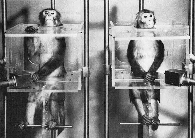 小姐的身体丫鬟的命,晴雯小姐身子丫鬟命